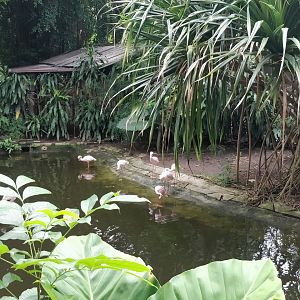 Lesser flamingo and Pelican enclosure
