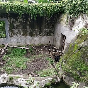 Sun bear enclosure
