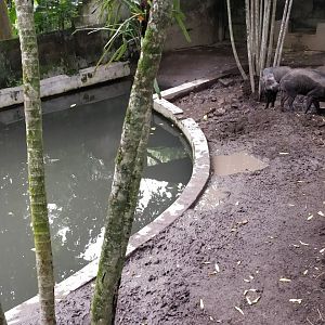 Wild hog enclosure