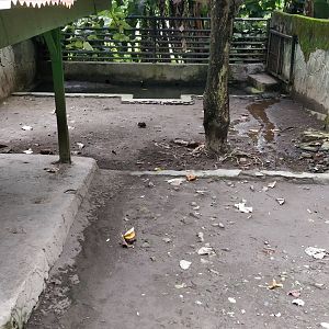 Pigmy hippo enclosure