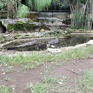 Gharial enclosure