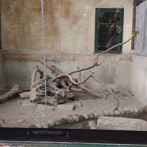 Monitor Lizard enclosure