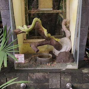 Green tree boa terraria