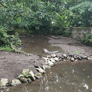 Nike croccodile enclosure