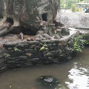 asian small clawed otter enclosure