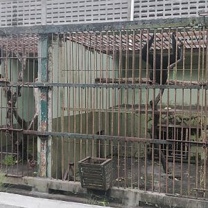 Siamang enclosure