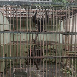 Siamang enclosure