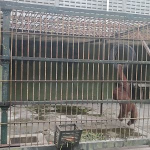 Orangutang enclosure