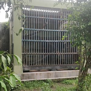 Clouded leopard enclosure
