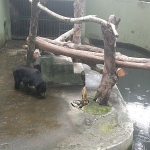 Sun bear enclosure