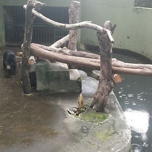 Sun bear enclosure