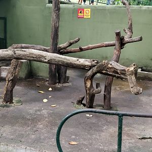 Sun bear enclosure