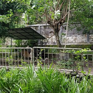 Ostritch Enclosure