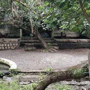 Malayan tapir enclosure