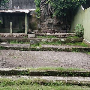 Brazilian tapir enclosure