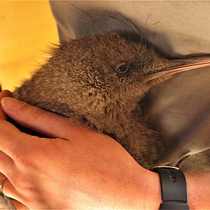 Great Spotted Kiwi (Apteryx haastii)