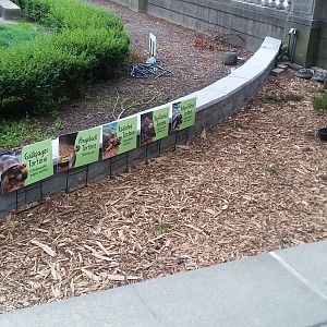 Tortoise Enclosure