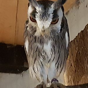 White-faced scops owl