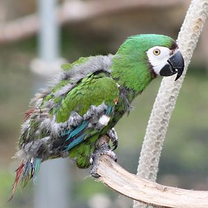 Bad-looking Chestnut-fronted macaw ( aka Servere macaw )