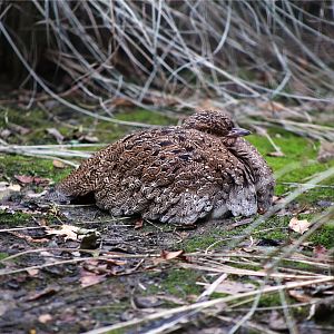 Buff-crested bustard (Lophotis gindiana)