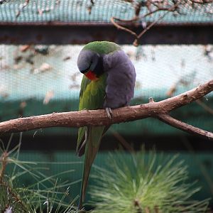 Lord Derby's parakeet