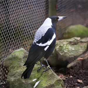 Australian magpie (Gymnorhina tibicen)