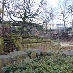 Non-subspecific Lion exhibit