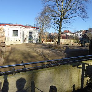 Paddock for non-subspecific Giraffe group