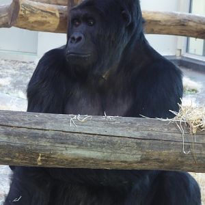 Eastern Gorilla "Amahoro" (Gorilla beringei) at Zoo Antwerpen - 10th February 2018