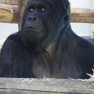 Eastern Gorilla "Amahoro" (Gorilla beringei) at Zoo Antwerpen - 10th February 2018