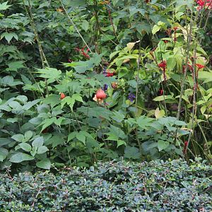 Fork-tailed sunbird(female)