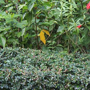 Fork-tailed sunbird(female)