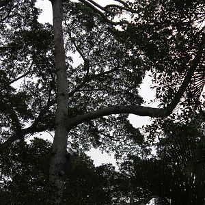 Yellow-crested cockatoo