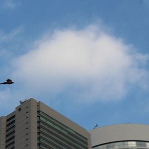 Red-billed blue magpie