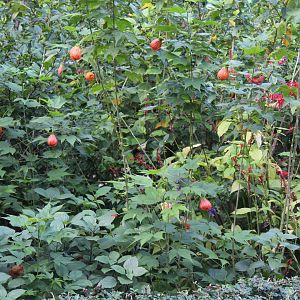 Fork-tailed sunbird(male)