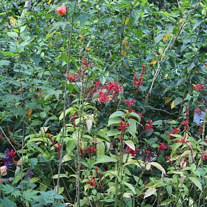 Fork-tailed sunbird(male)