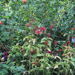 Fork-tailed sunbird(male)