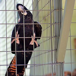 Red-tailed Black Cockatoo (Calyptorhynchus banksii)