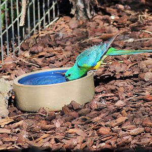 Wild Red-rumped Parrot (Psephotus haematonotus)