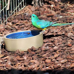 Wild Red-rumped Parrot (Psephotus haematonotus)