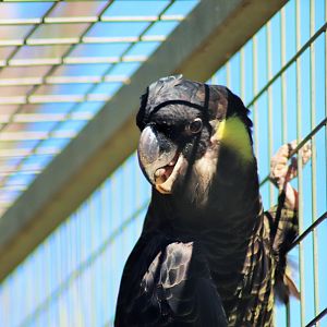 Yellow-tailed Black Cockatoo (Calyptorhynchus funereus)