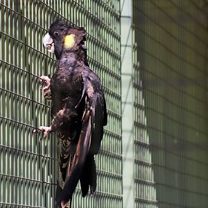 Yellow-tailed Black Cockatoo (Calyptorhynchus funereus)