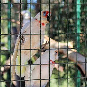 Long-billed Corella (Cacatua tenuirostris)