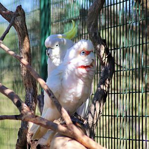 Long-billed Corella (Cacatua tenuirostris) and  Sulphur-crested Cockatoo (Cacatua galerita)