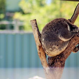 Koala (Phascolarctos cinereus)