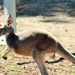 Red Kangaroo (Macropus rufus)