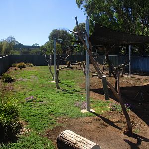 Koala Enclosure