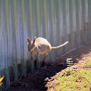 Swamp Wallaby Joey (Wallabia bicolor)