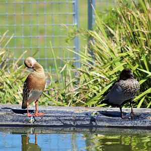 Plumed Whistling Duck (Dendrocygna eytoni) and Australian wood duck (Chenonetta jubata)