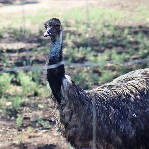 Emu (Dromaius novaehollandiae)